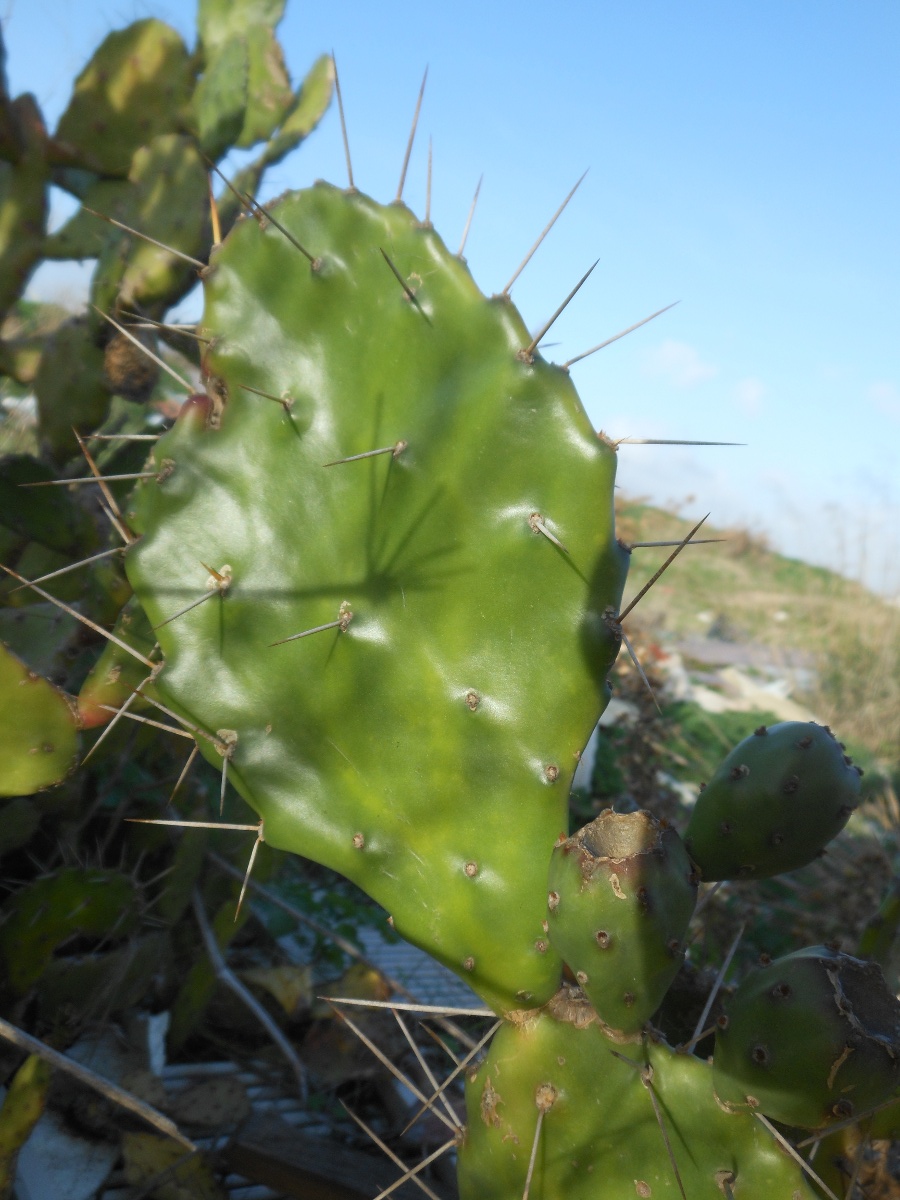 Opuntia monacantha / Fico d''India monospina